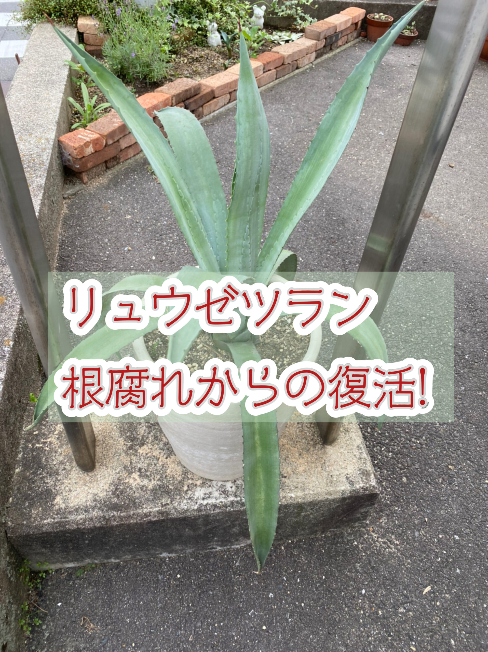 リュウゼツラン根腐れ 癒しを求めてキルテブログ